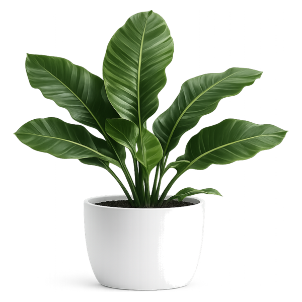 Planta de oficina